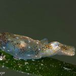 Lin Pygmy Squid