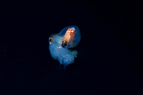 Bali Night Dive Octopus