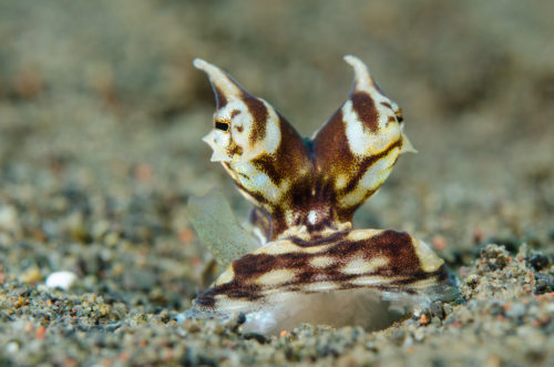 Mimic Octopus Tulamben