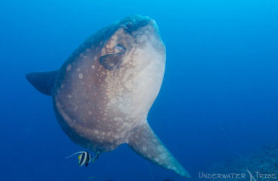 Diving Nusa Penida Mola