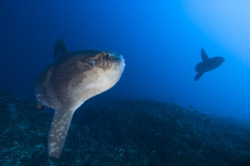 Sunfish Nusa Penida
