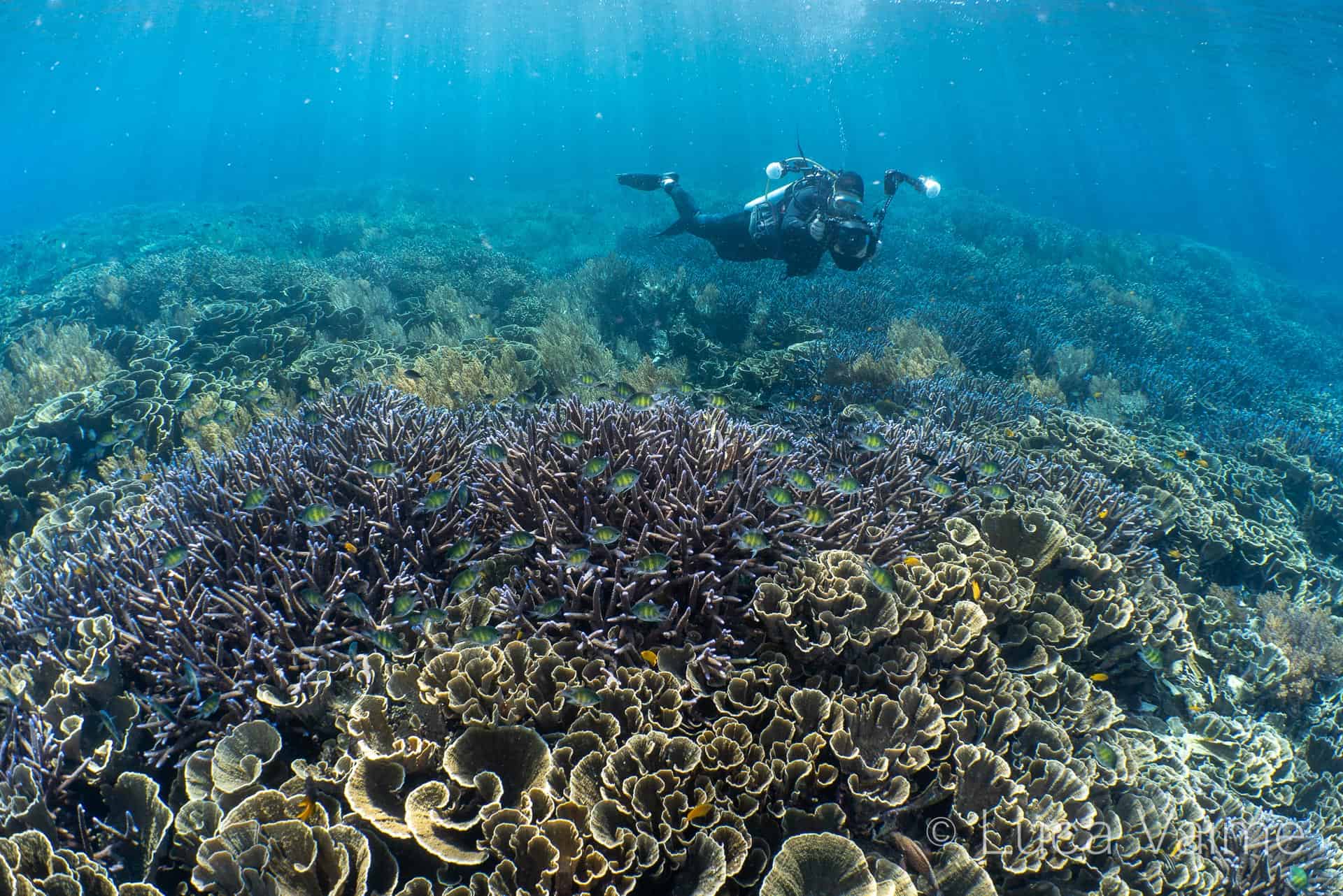 Limited Depth of Field Underwater Photography Underwater Tribe