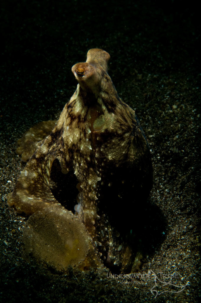 Lembeh Strait Long Arm Octopus