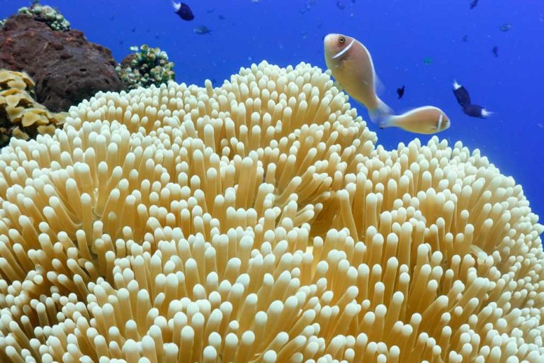 Shooting Underwater With Filters Underwater Tribe