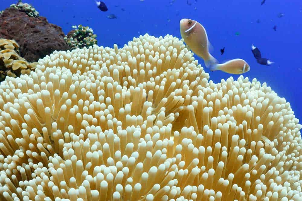 Shooting Underwater With Filters Underwater Tribe