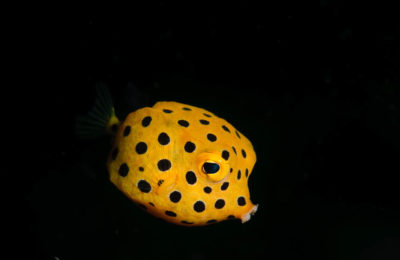 Lembeh Strait Workshop