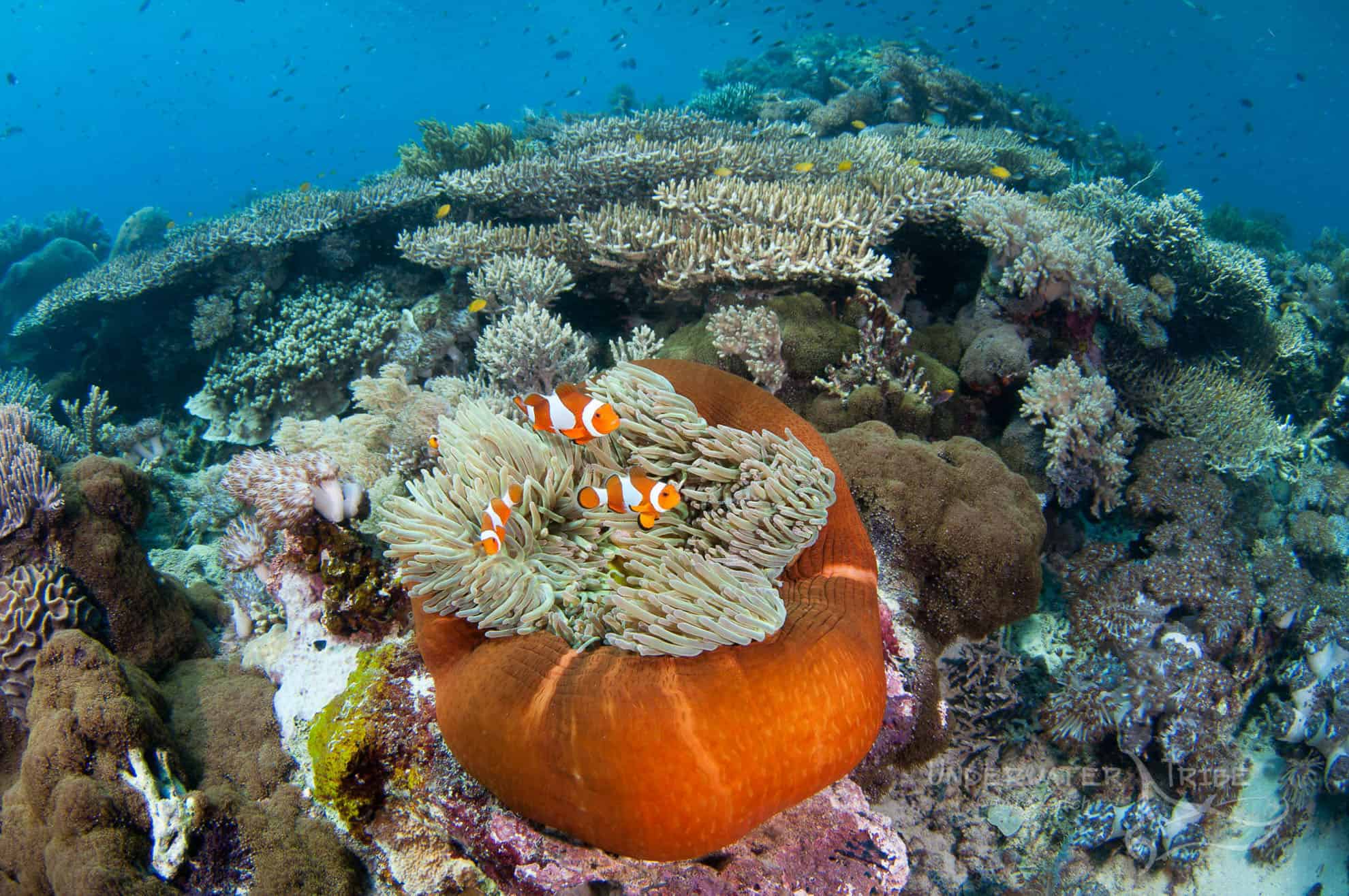 Ten Foot Reef - Komodo Dive Sites - Underwater Tribe