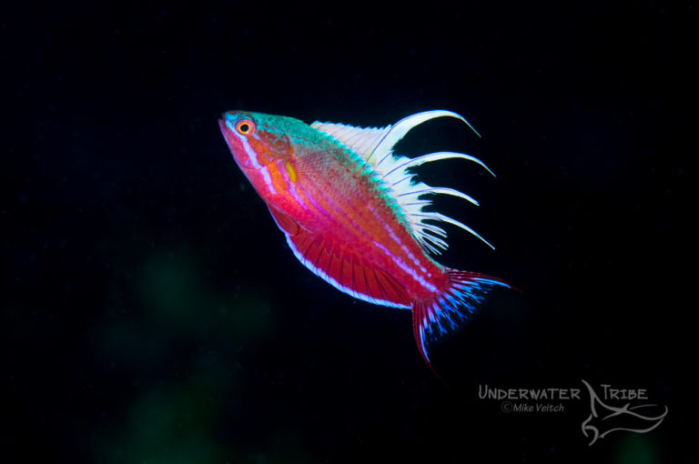 Flasher Wrasse Photo of the Day Underwater Tribe
