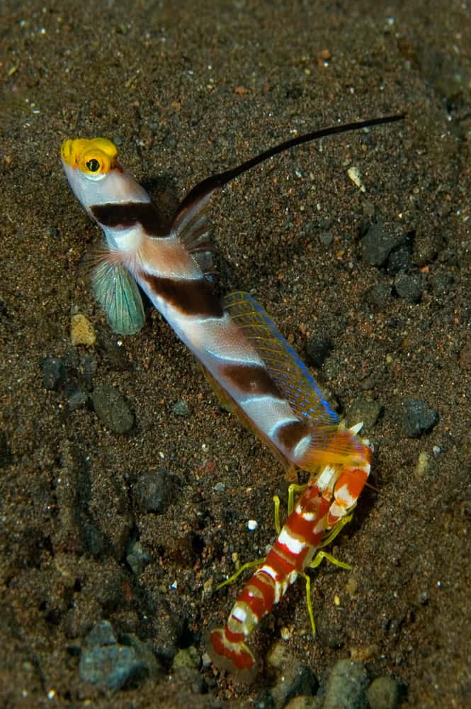 Randall Snapping Shrimp Goby Pair Underwater Tribe