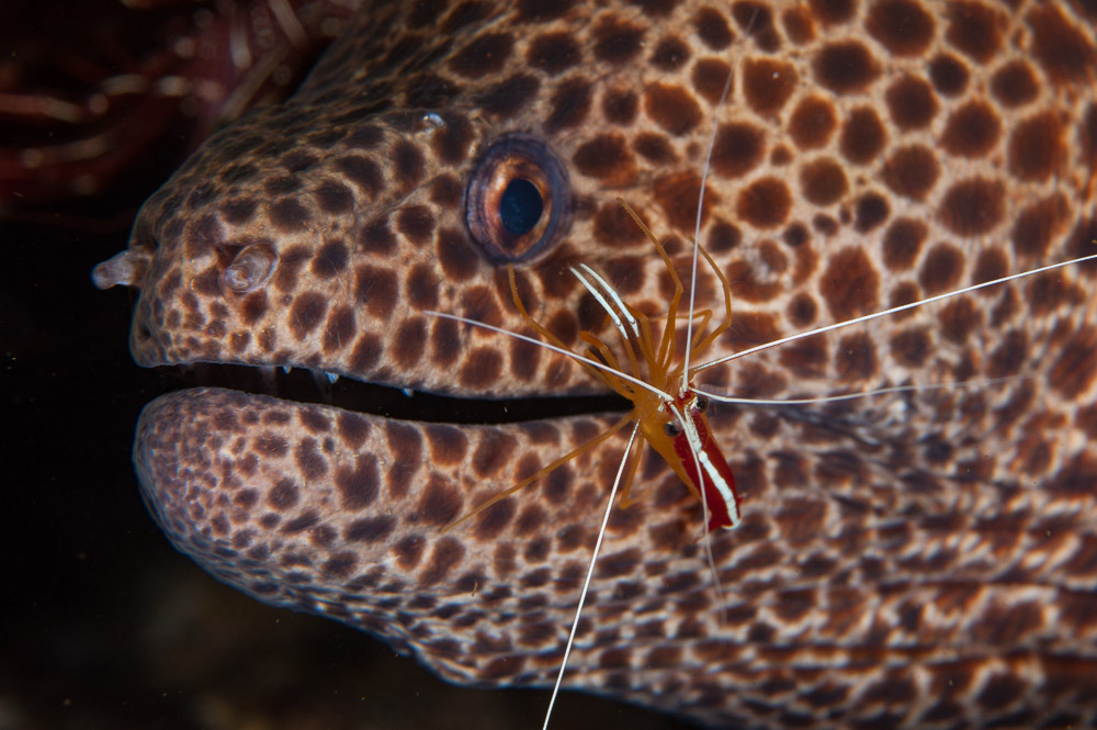 Moray Eel Cleaning Station