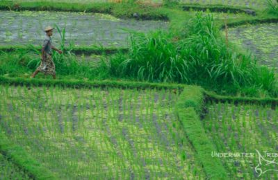 Bali Opening Man in Rice Field