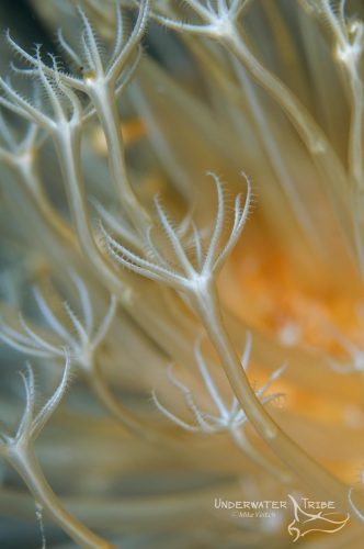 Pattern of Soft Coral