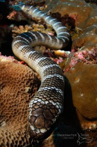 Chinese Sea Snakes