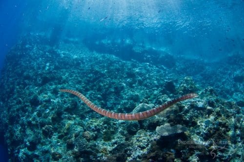 Chinese Sea snake 