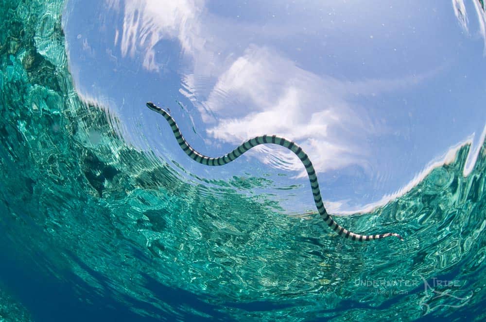 Yellow Lipped Sea snake