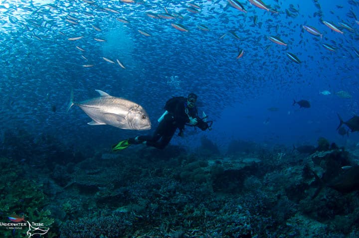 Giant Trevally Hunting