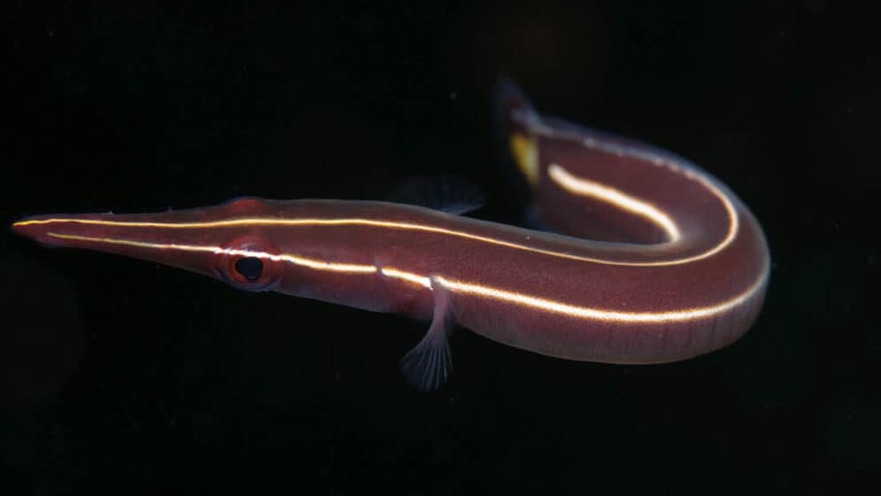 Clingfish Underappreciated Fish of the Day Underwater Tribe