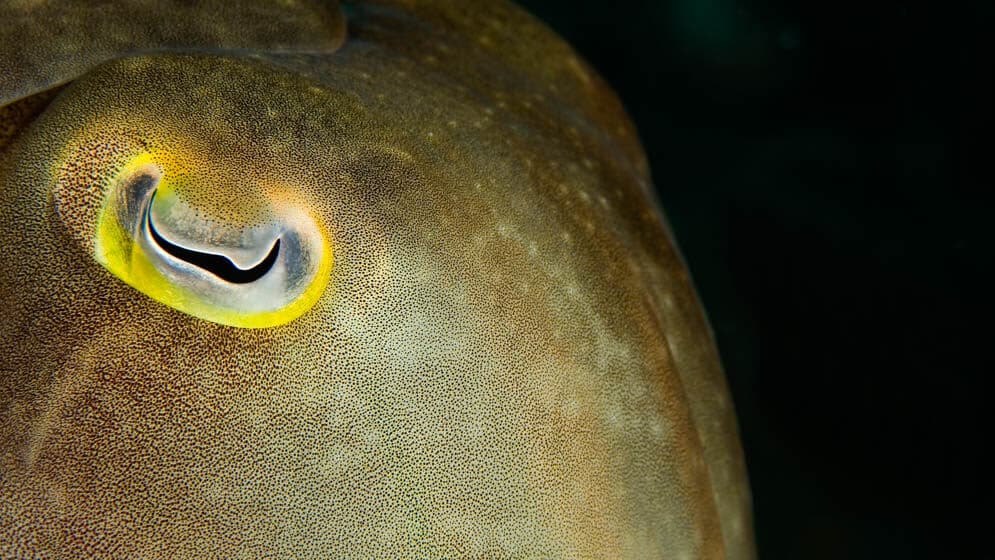 Cuttlefish Masters Of Camouflage Underwater Tribe