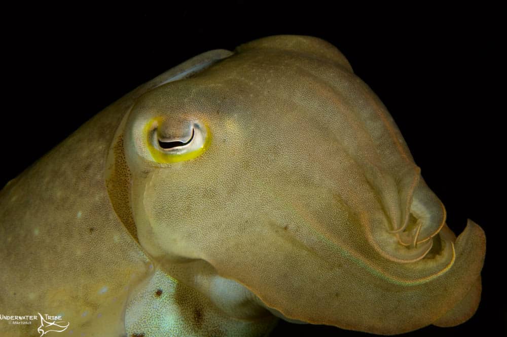 Cuttlefish Portrait