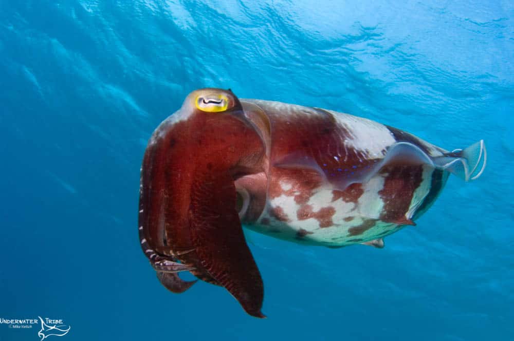 Reef Cuttlefish Flashing
