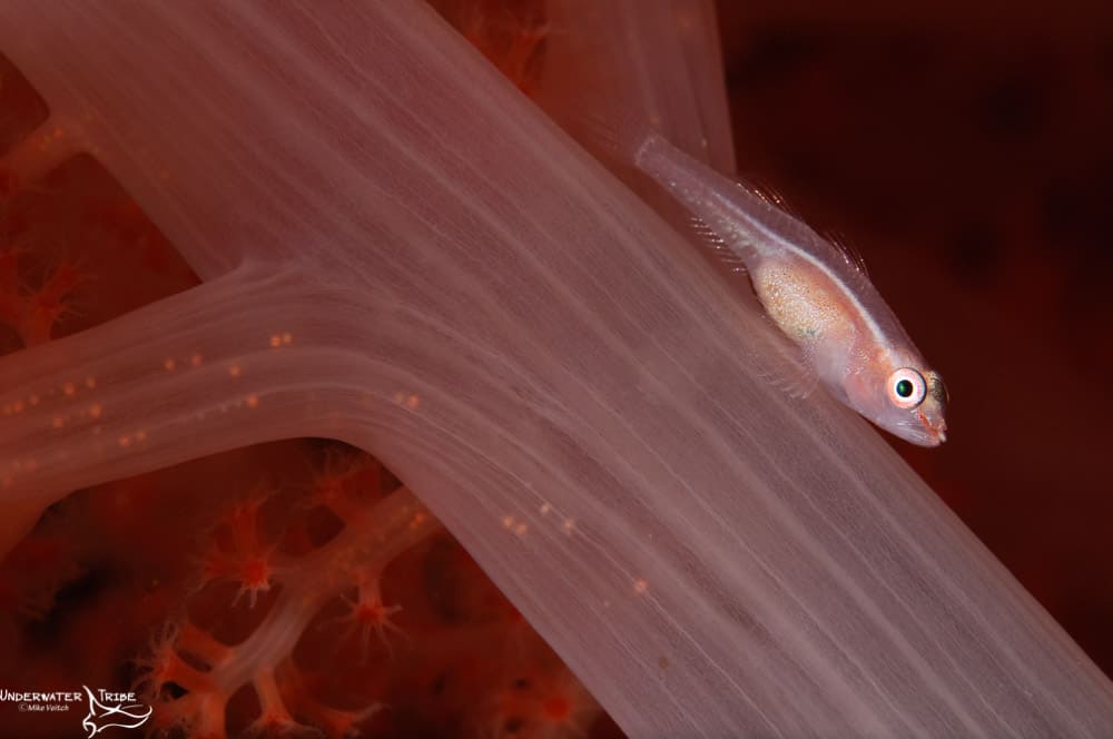 Gobies live on soft coral