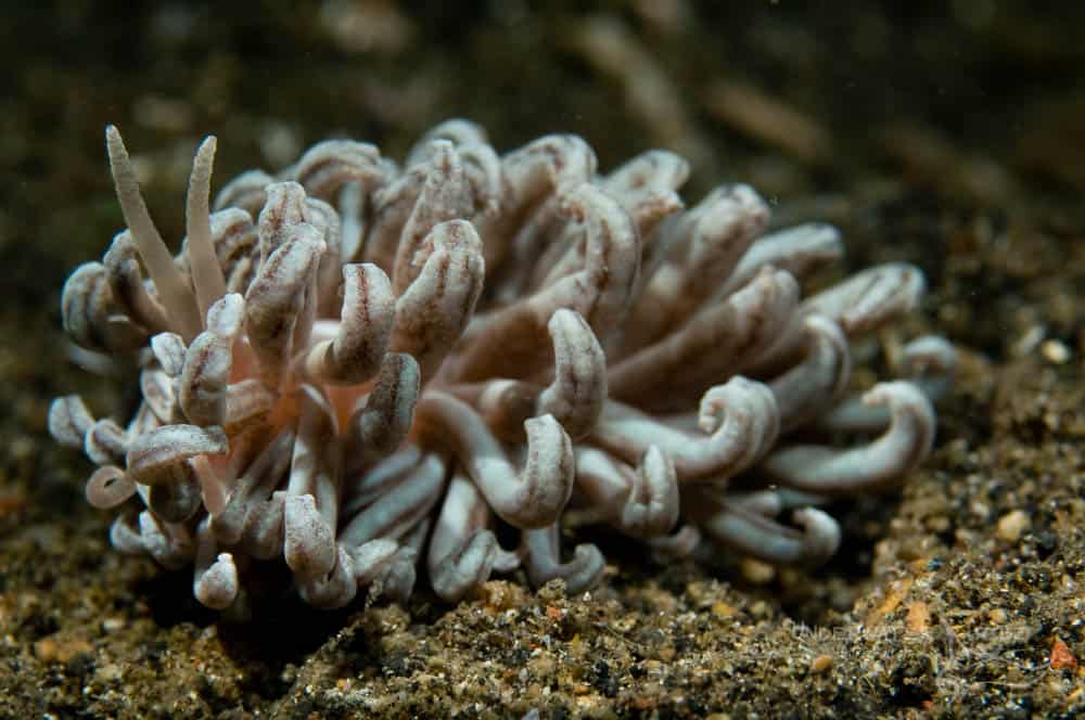 Intricate Nudibranchs