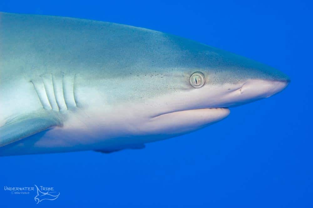 Grey Reef Shark Portrait