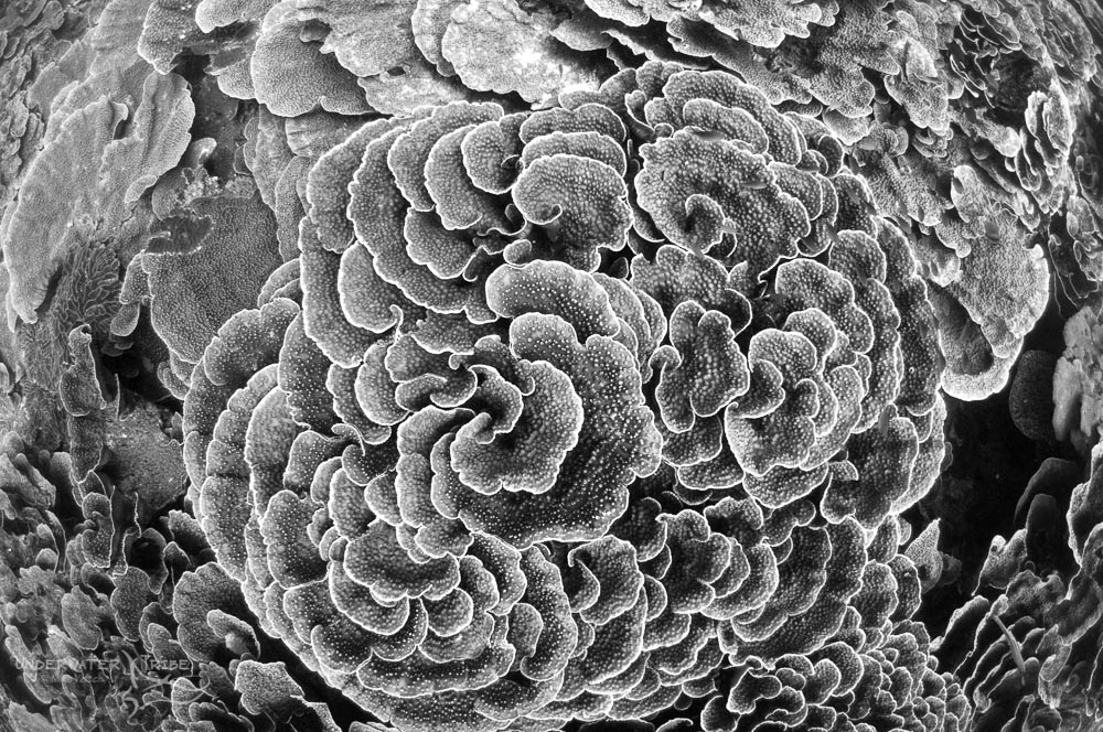Daily Photo Coral Details