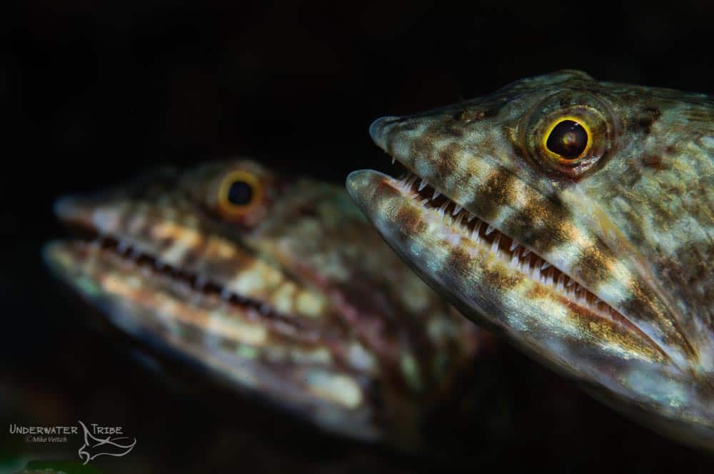 Daily Photo Lizard Fish