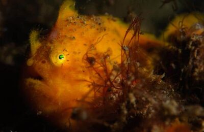 Daily Photo Frogfish