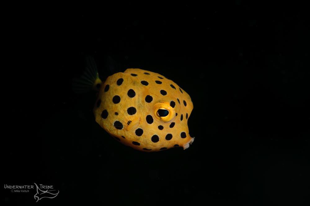 Daily Photo Juvenile Boxfish