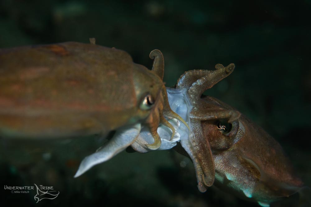 Daily Photo Cuttlefish Mating