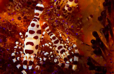 Daily Photo Coleman Shrimp