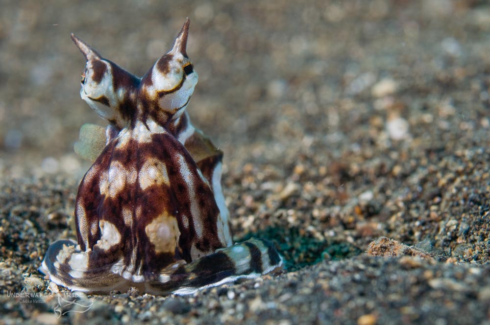 Daily Photo Mimic Octopus