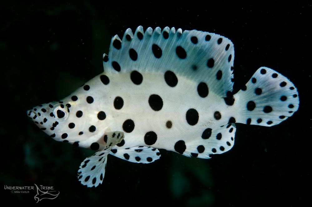 Daily Photo Panther Grouper