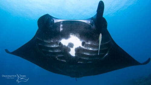 Daily Photo Manta Ray