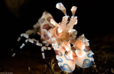 Daily Photo Harlequin Shrimp Amed