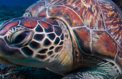 Daily Photo Green Turtle