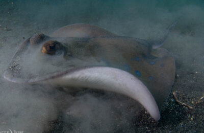 Daily Photo Feeding Stingray