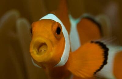 Daily Photo Tongue Louse