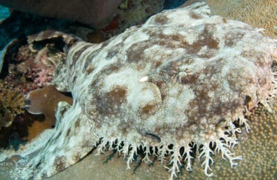 Daily Photo Wobbegong Shark