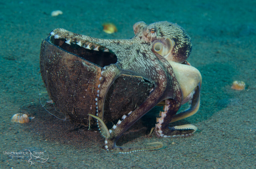 Coconut Octopus with Shell