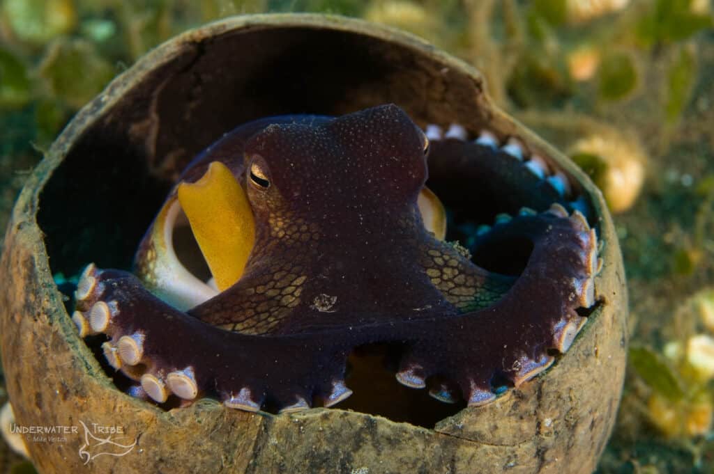 Coconut Octopus in a Shell