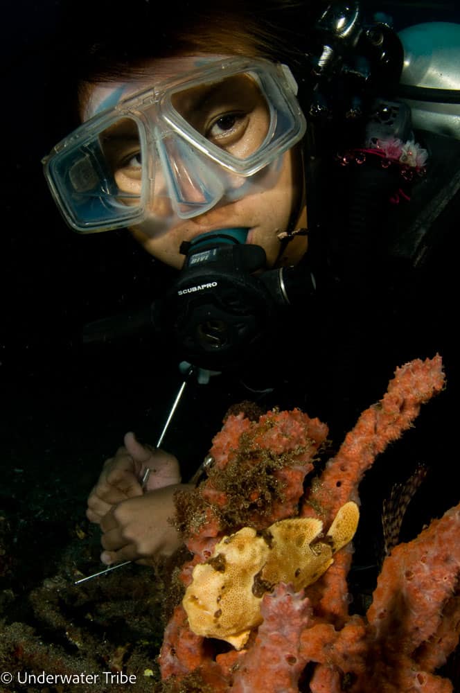 Encountering a Frogfish