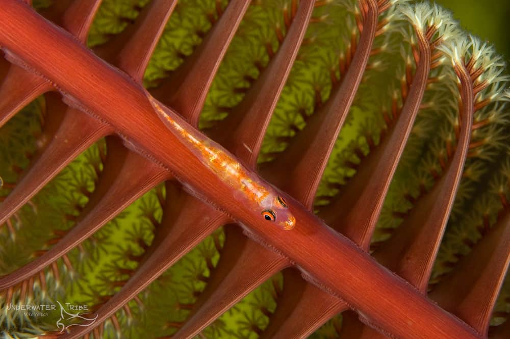 Gobies – Hewan Pertemuan – Suku Bawah Air Gobies – Hewan Pertemuan – Suku Bawah Air