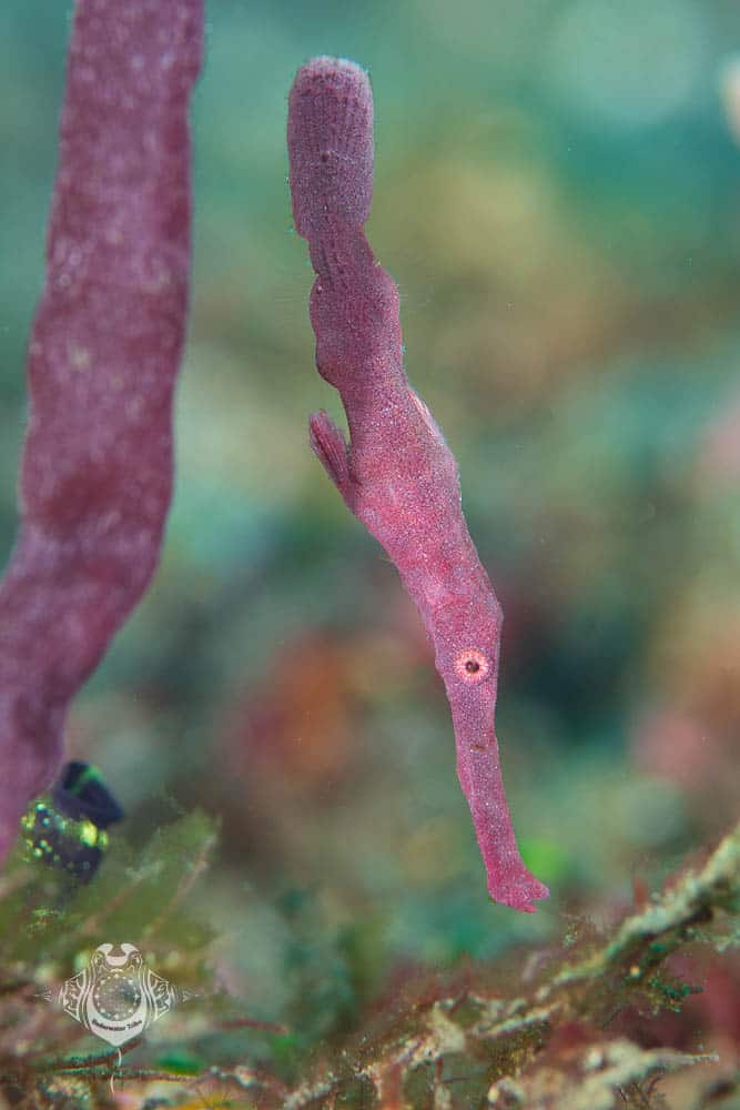 Purple Pipefish