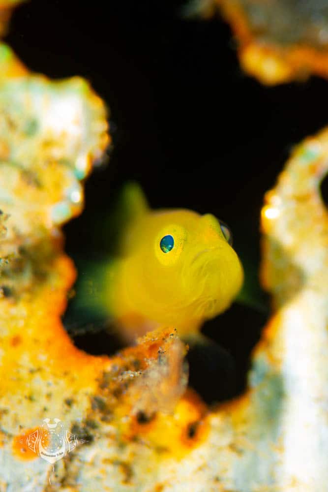Little Yellow Goby Lembeh Creatures