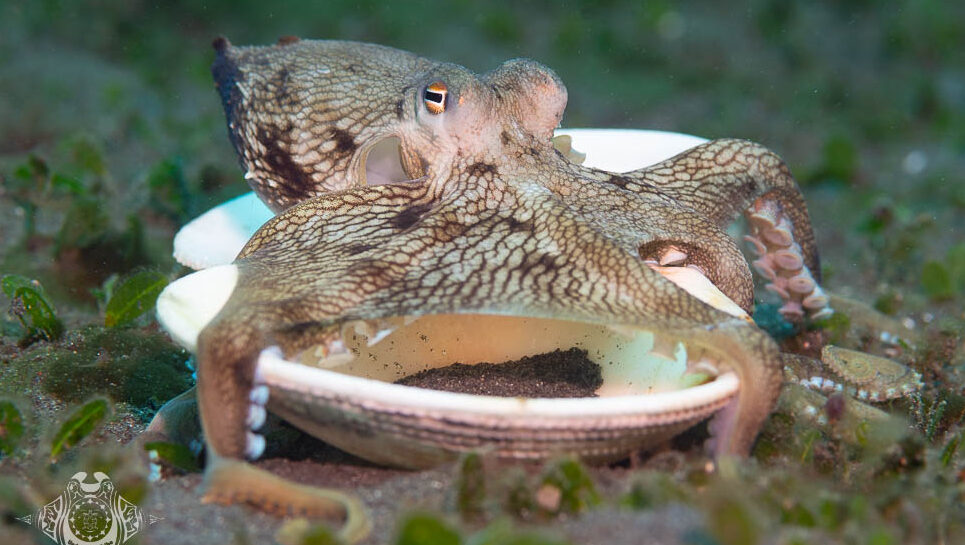 Lembeh Creatures Coconut