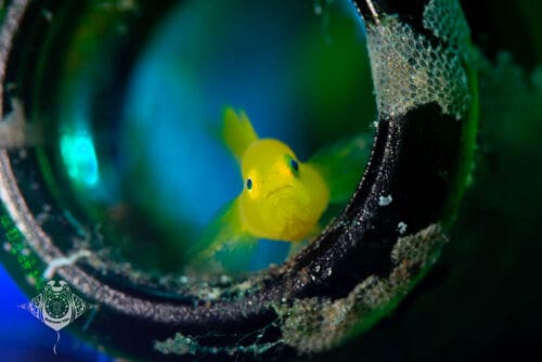Lembeh Strait Goby in Bottle