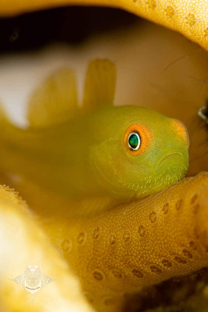 Bearded Goby